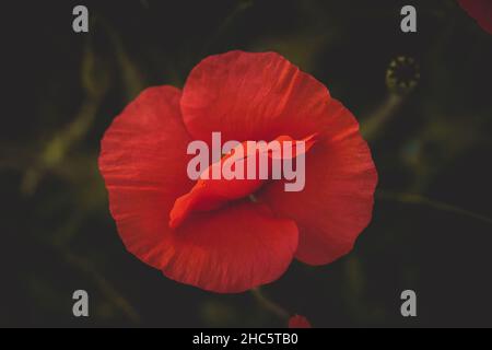 Draufsicht auf einen ungeöffneten, roten Mohn, isoliert auf einem verschwommenen Hintergrund Stockfoto