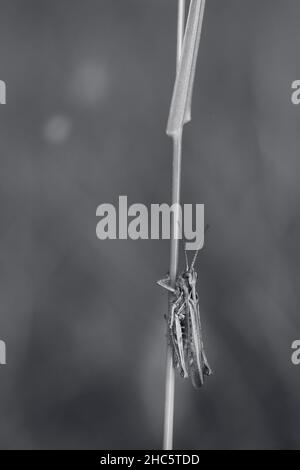 Graustufen, vertikale Aufnahme einer Heuschrecke auf dem Gras mit verschwommenem Hintergrund Stockfoto