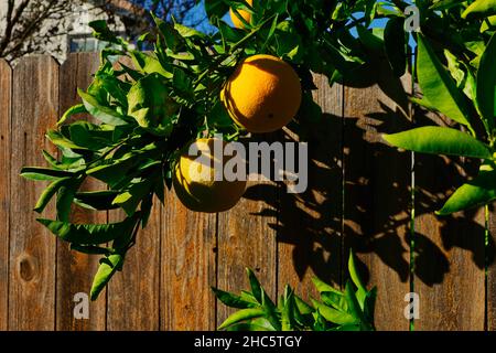 Saftige Orangen wachsen auf einem Baum in einem Garten Stockfoto