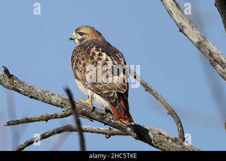 Wunderschöne Aufnahme eines Rotschwanzhawkens, der tagsüber auf dem Ast steht Stockfoto