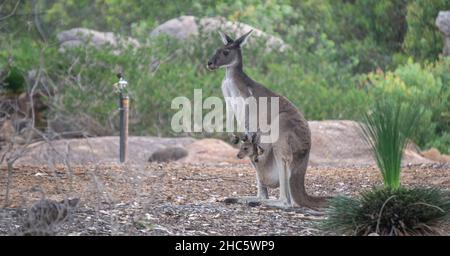 Weibliches Western Grey Känguru mit einem Joey in der Tasche Stockfoto