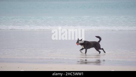 Hundefang am Wharton Beach Esperance Western Australia Stockfoto