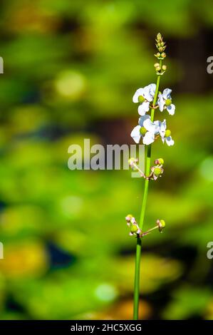 Schöne Makroaufnahme der weißen Blumen Stockfoto