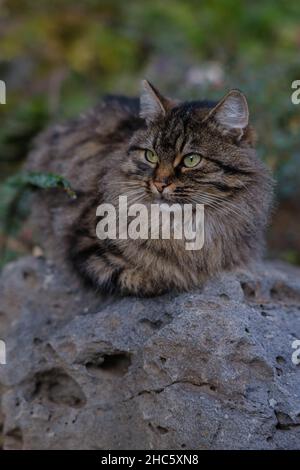 Vertikale Aufnahme einer wilden norwegischen Waldkatze, die auf einem Felsen sitzt Stockfoto