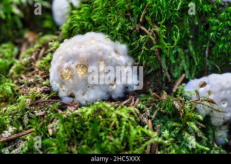 Pilztinte mit dem lateinischen Namen Fomitopsis pinicola im Herbstwald Stockfoto