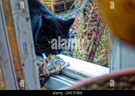 Kater Yujing am Fensterbank ,Linden ,Hannover ,Deutschland. Stockfoto