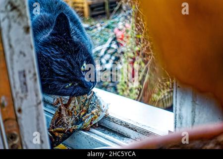 Kater Yujing am Fensterbank ,Linden ,Hannover ,Deutschland. Stockfoto