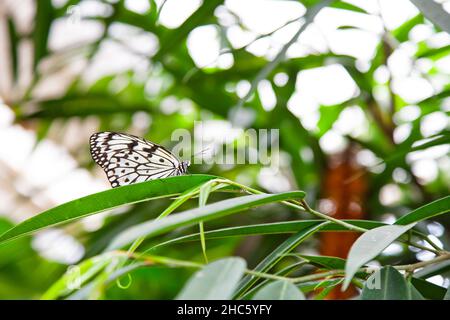 Schmetterling mit schwarzen und weißen Flügeln, die auf dünnen grünen Blättern sitzen Stockfoto