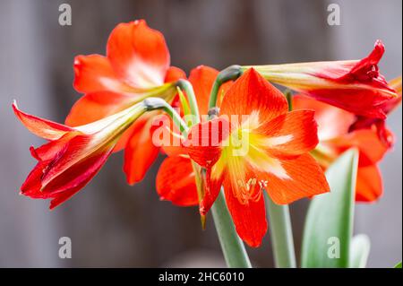 Blühende Orange Lily Blumen, Lilium ist eine Gattung von krautigen blühenden Pflanzen, die aus Zwiebeln wachsen, alle mit großen prominenten Blüten. Schuss auf Howrah. Stockfoto