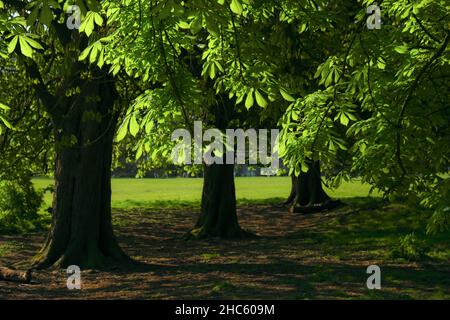 Frisches Blattwachstum auf Rosskastanienbaum, auch bekannt als Konkerbaum (Aesculus hippocastanum) Stockfoto