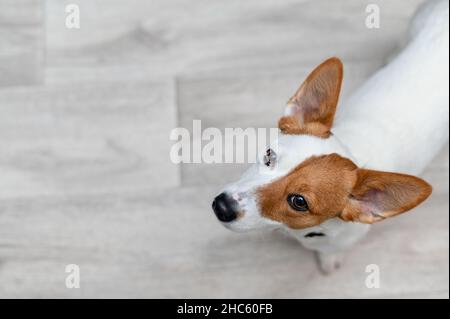 Jack Russell Terrier schaut in die Linse Stockfoto