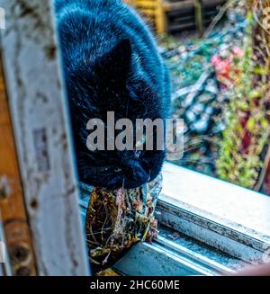 Kater Yujing am Fensterbank ,Linden ,Hannover ,Deutschland. Stockfoto