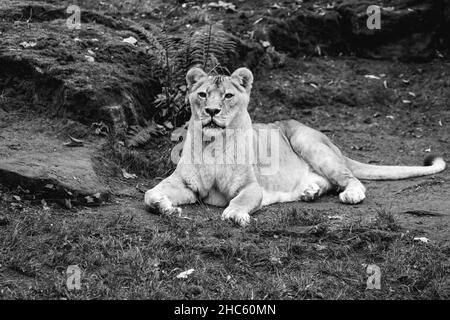 Graues Foto einer wunderschönen Löwin, die auf dem Boden sitzt und sich umschaut Stockfoto