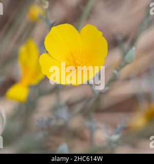 Gelb blühende Zyme des Sonnenlichts Mohn, Eschschscholzia civifornica, Papaveraceae, native mehrjährige Kraut in den San Bernardino Mountains, Sommer. Stockfoto