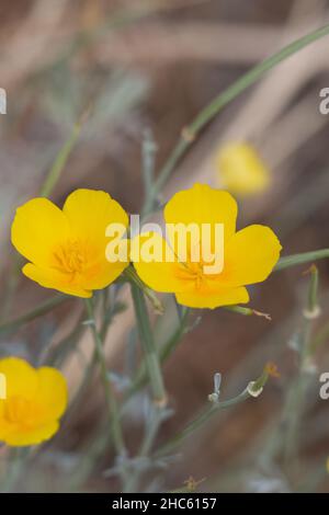 Gelb blühende Zyme des Sonnenlichts Mohn, Eschschscholzia civifornica, Papaveraceae, native mehrjährige Kraut in den San Bernardino Mountains, Sommer. Stockfoto