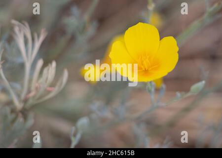 Gelb blühende Zyme des Sonnenlichts Mohn, Eschschscholzia civifornica, Papaveraceae, native mehrjährige Kraut in den San Bernardino Mountains, Sommer. Stockfoto