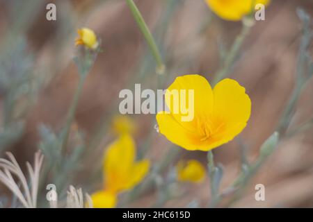 Gelb blühende Zyme des Sonnenlichts Mohn, Eschschscholzia civifornica, Papaveraceae, native mehrjährige Kraut in den San Bernardino Mountains, Sommer. Stockfoto