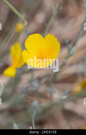 Gelb blühende Zyme des Sonnenlichts Mohn, Eschschscholzia civifornica, Papaveraceae, native mehrjährige Kraut in den San Bernardino Mountains, Sommer. Stockfoto