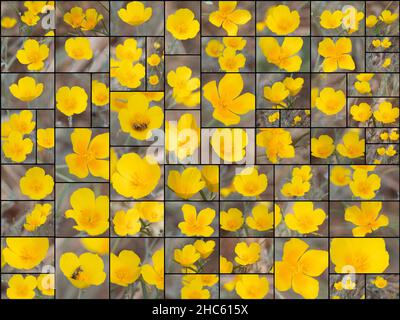 Gelb blühende Zyme des Sonnenlichts Mohn, Eschschscholzia civifornica, Papaveraceae, native mehrjährige Kraut in den San Bernardino Mountains, Sommer. Stockfoto