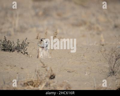 Gunnisons Präriehund steht in einem Bau, nur Kopf, Brust und Arme sind sichtbar, und blickt auf die Kamera. Fotografiert in der Nähe des Chaco Canyon, New Mexico Stockfoto