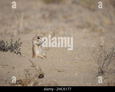 Gunnisons Präriehund steht in einem Bau, nur Kopf, Brust und Arme sind sichtbar. Fotografiert in der Nähe des Chaco Canyon, New Mexico. Stockfoto