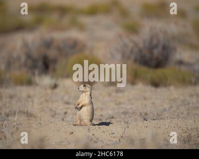 Gunnisons Präriehund steht auf einem Erdhügel in der Nähe eines Erdausschachts in der Nähe des Chaco Canyon, New Mexico. Stockfoto