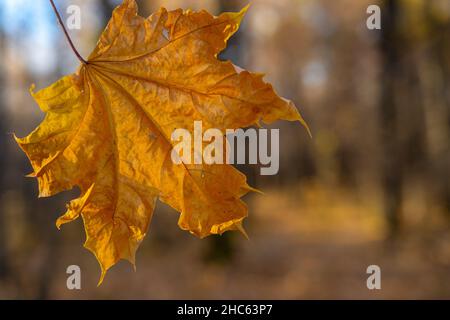 Helloranges Ahornblatt in einem gelben Wald. Der Hintergrund ist unscharf. Stockfoto