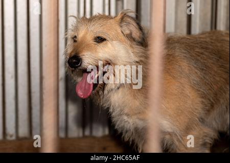 Obdachloser Hund in einem Käfig in einem Tierheim. Der obdachlose Hund hinter den Bars sieht mit riesigen traurigen Augen aus Stockfoto