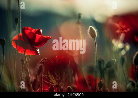 Ein lebhaftes Sommermohnfeld in voller Blüte, mit leuchtend roten Blumen unter einem sonnigen Himmel, das die Schönheit und Gelassenheit der Natur einfängt. Stockfoto