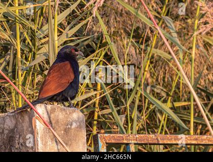 Greater Coucal sitzt am frühen Morgen auf einer Säule Stockfoto