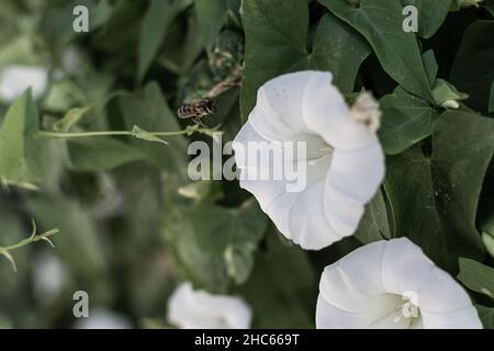 Zarte weiße Blüten von Weinstöcken, die im Garten blühen Stockfoto