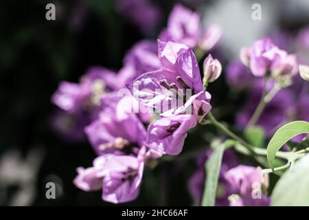 Selektiver Fokus von hübschen violetten Alstroemeria-Blüten unter Sonnenlicht mit unscharfem Hintergrund Stockfoto