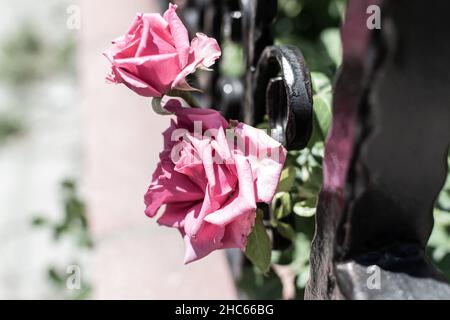 Nahaufnahme von Rosa chinensis Blüten, die im Garten blühen Stockfoto