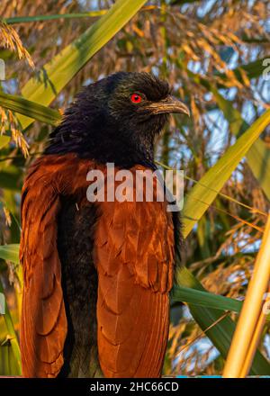 Greater Coucal blickt zurück und hat rote Augen Stockfoto