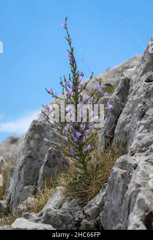 Violette Blüten von Campanula aizoon am Parnassus in Griechenland Stockfoto