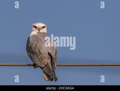 Schwarzer schulterter Drachen blickt auf 180 Grad zurück, während er auf einem Draht sitzt Stockfoto