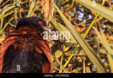 Greater Coucal blickt mit offenen Flügeln zurück Stockfoto