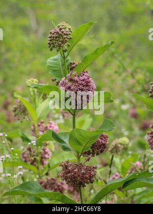 Rosa Blüten von gemeiner Milchkrautblüte, Asclepias syriaca im Nordwesten Serbiens Stockfoto