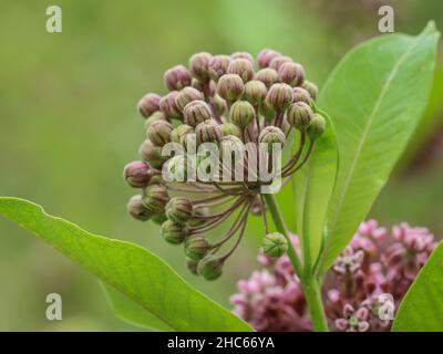 Rosa Blüten von gemeiner Milchkrautblüte, Asclepias syriaca im Nordwesten Serbiens Stockfoto