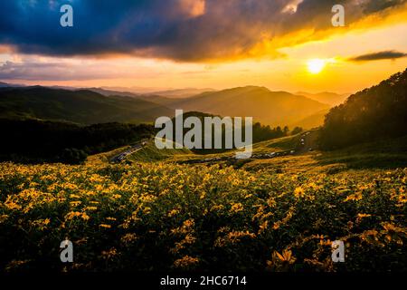 Wunderschöne Landschaft mit gelben Blumen Thung Bua Tong, Mae Hong Son, Thailand Stockfoto