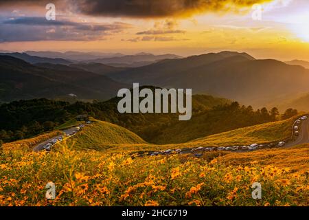 Wunderschöne Landschaft mit gelben Blumen Thung Bua Tong, Mae Hong Son, Thailand Stockfoto