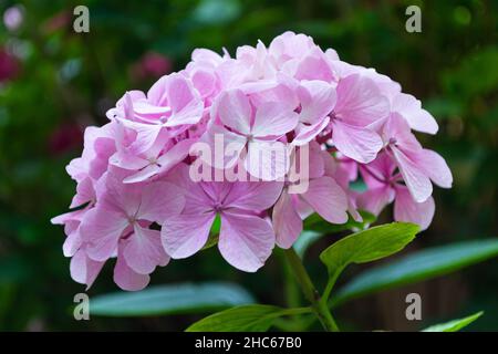 Rosa Blüten von Lacecap Hortensien blühen im Garten Stockfoto