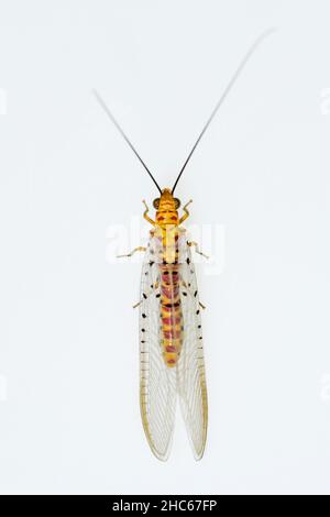 Neuroptera sind eine Ordnung von endopterygotischen Insekten. Stockfoto