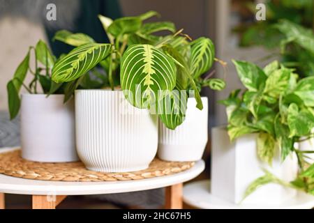 Exotische Zimmerpflanze „Maranta Leuconeura Lemon Lime“ im Blumentopf auf dem Tisch Stockfoto