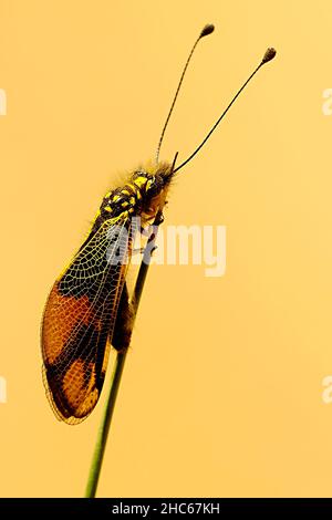 Neuroptera sind eine Ordnung von endopterygotischen Insekten. Stockfoto