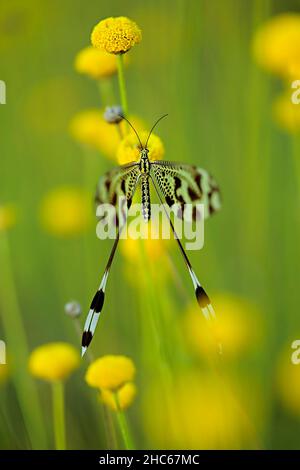 Neuroptera sind eine Ordnung von endopterygotischen Insekten. Stockfoto