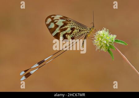 Neuroptera sind eine Ordnung von endopterygotischen Insekten. Stockfoto