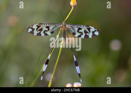 Neuroptera sind eine Ordnung von endopterygotischen Insekten. Stockfoto