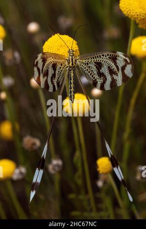 Neuroptera sind eine Ordnung von endopterygotischen Insekten. Stockfoto