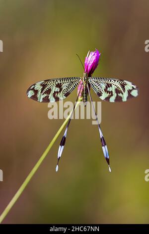 Neuroptera sind eine Ordnung von endopterygotischen Insekten. Stockfoto